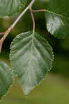 Paper birch